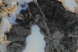 Petrified Wood (Schinoxylon) Slab - Blue Forest, Wyoming #141317-1